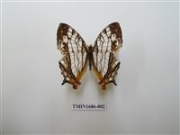 藏品(網絲蛺蝶)的圖片